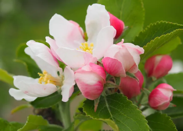 Maison Tombelaine Semesterbostad *