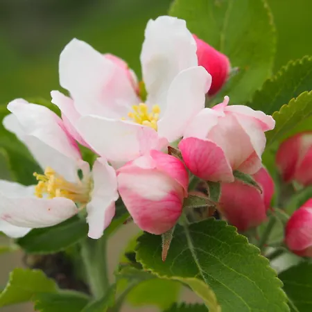 Maison Tombelaine Casa de Férias *